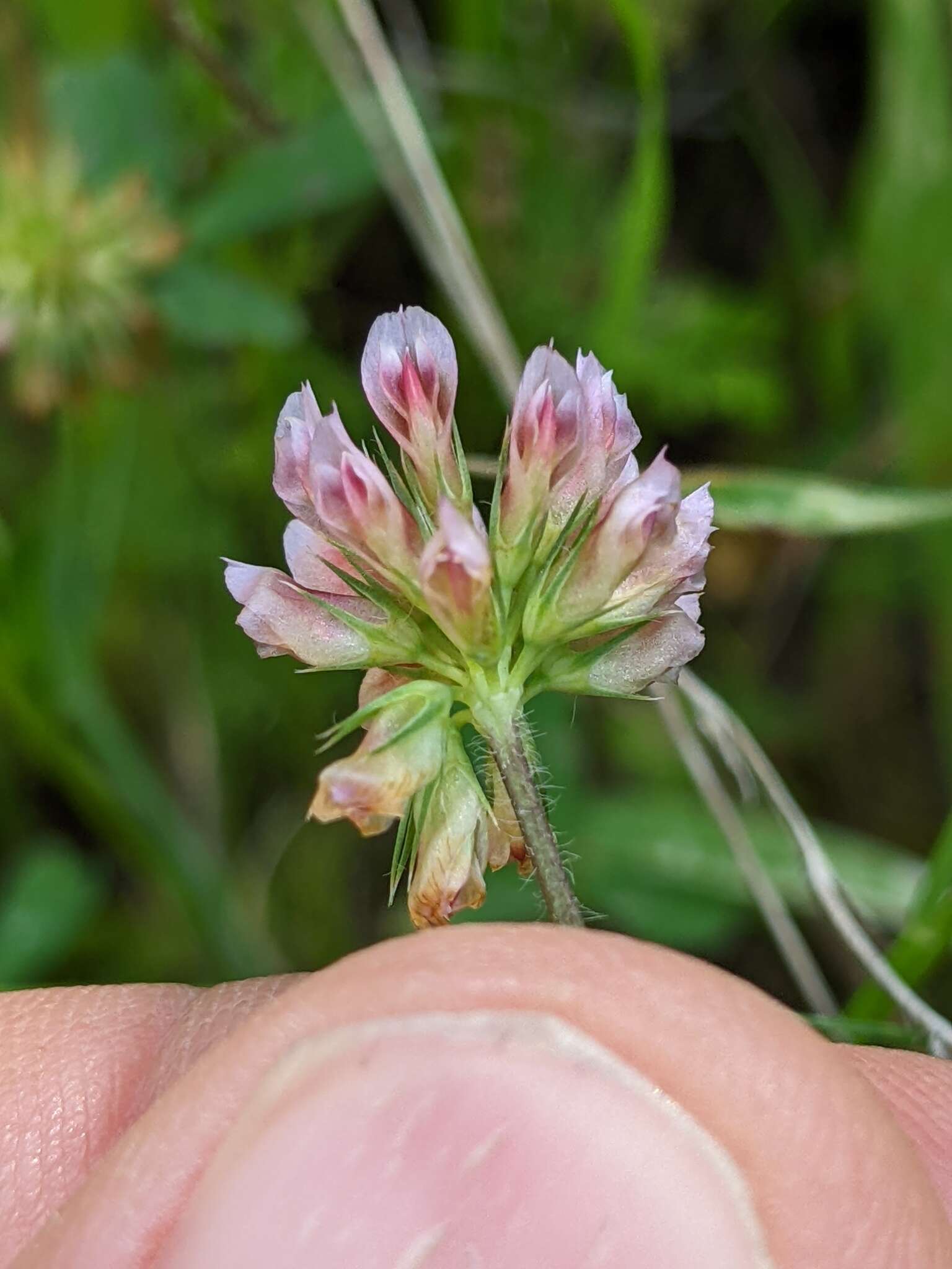 Image de Trifolium bifidum A. Gray