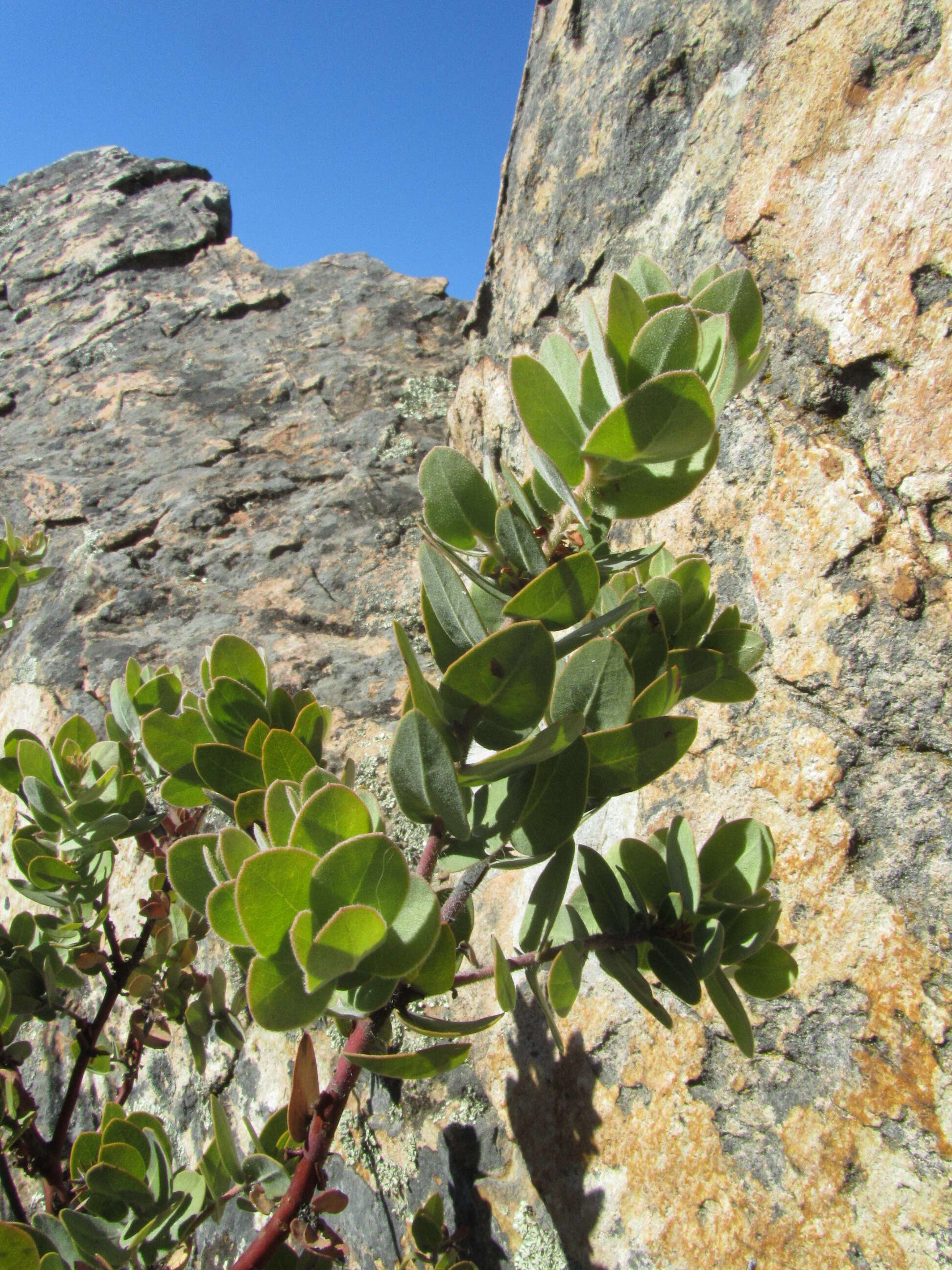 Слика од Arctostaphylos auriculata Eastw.