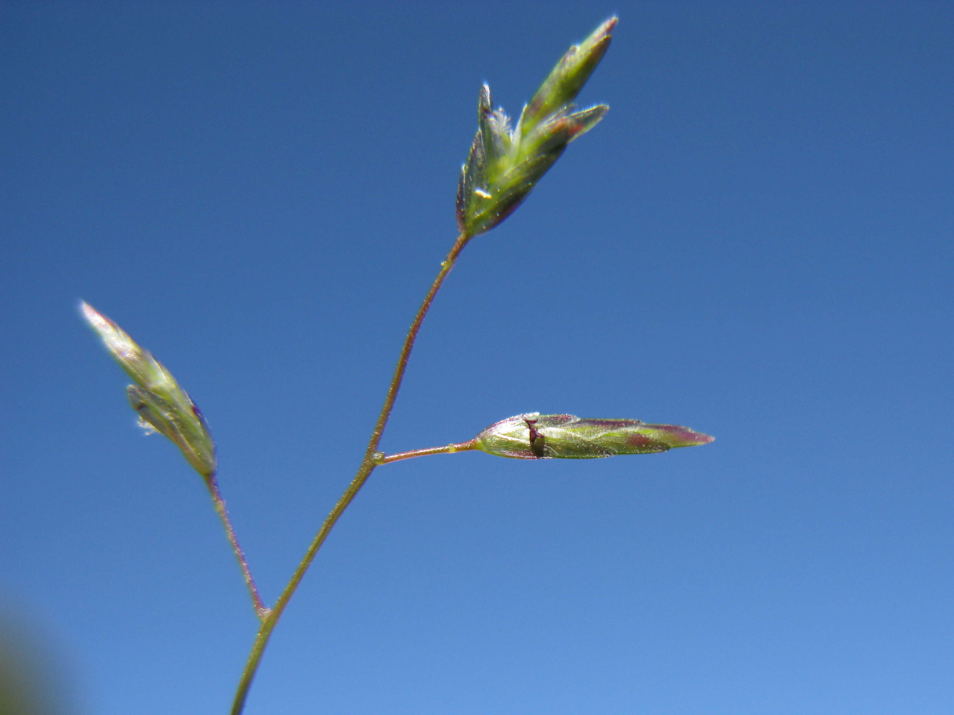 Image of Australian lovegrass