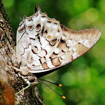 Image of Polyura gamma Lathy 1898