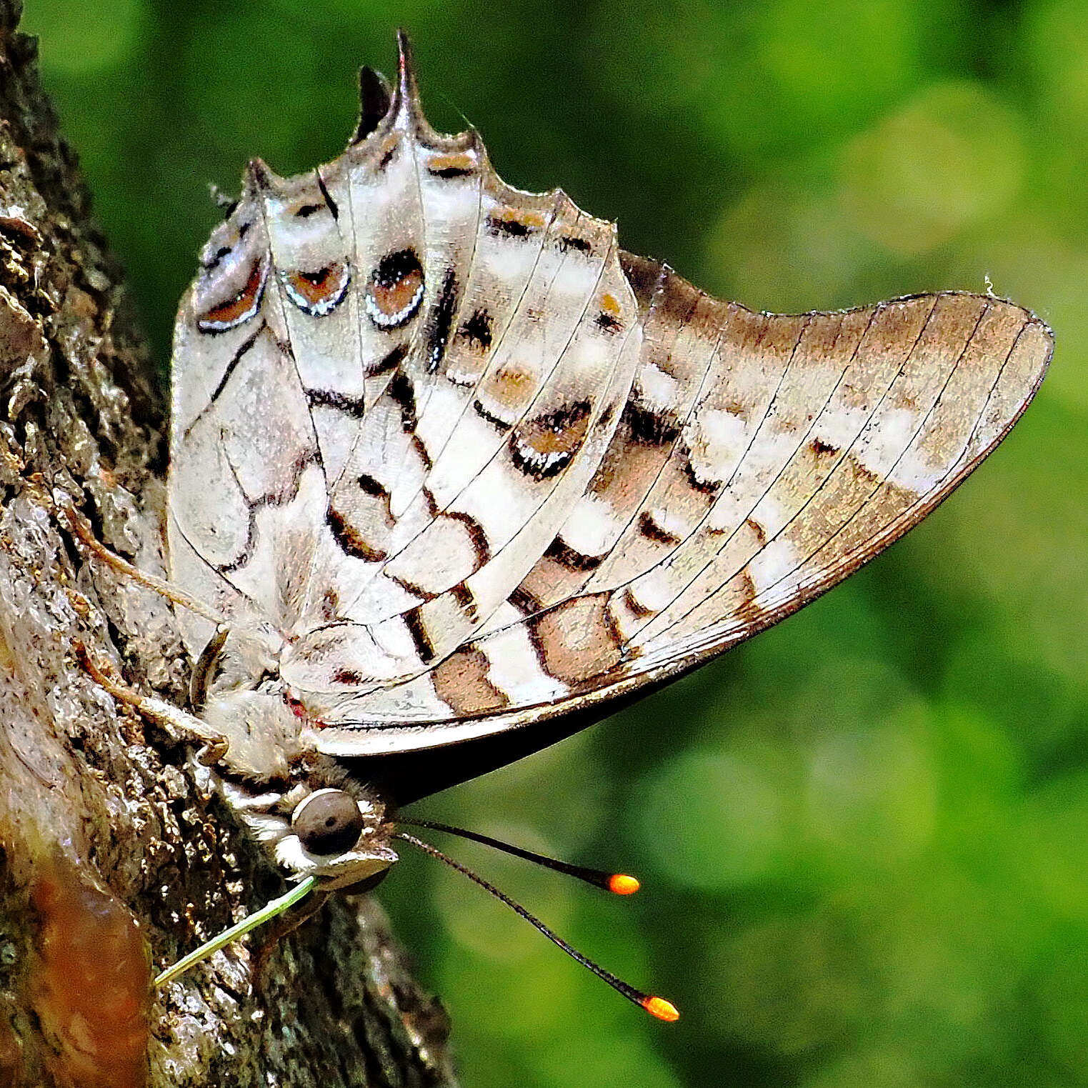 Image of Polyura gamma Lathy 1898