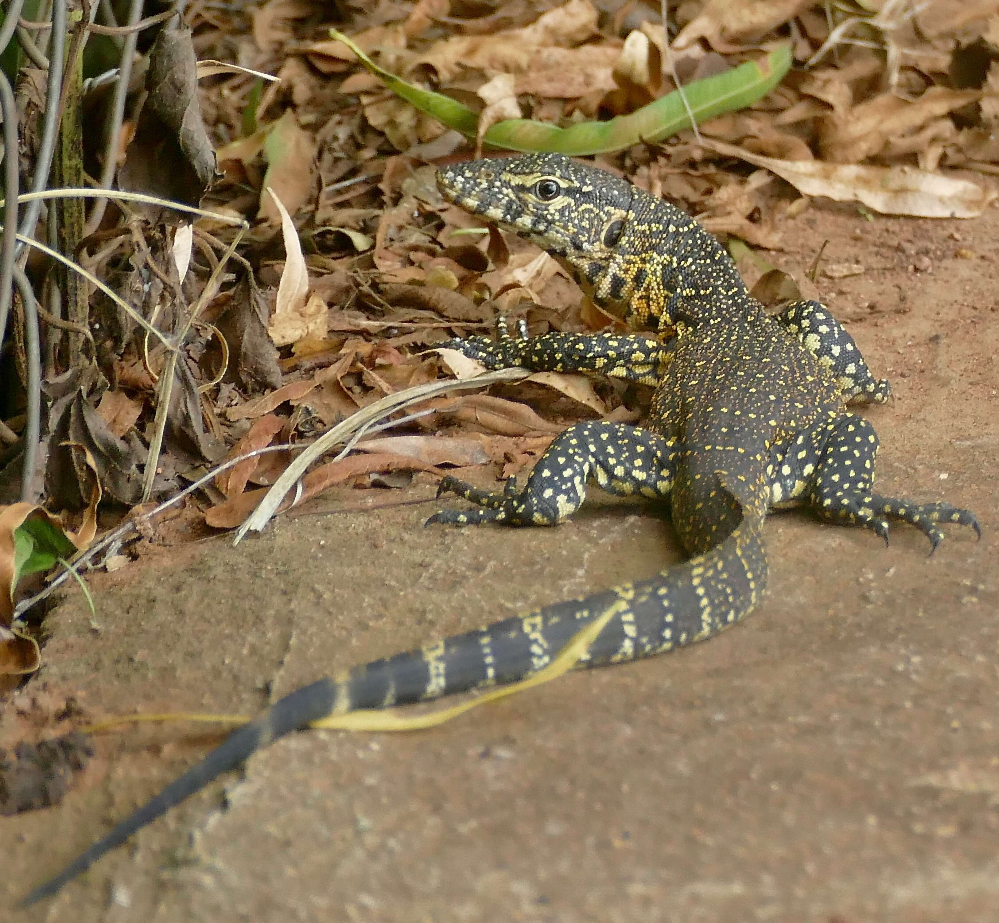 Image of Varanus niloticus