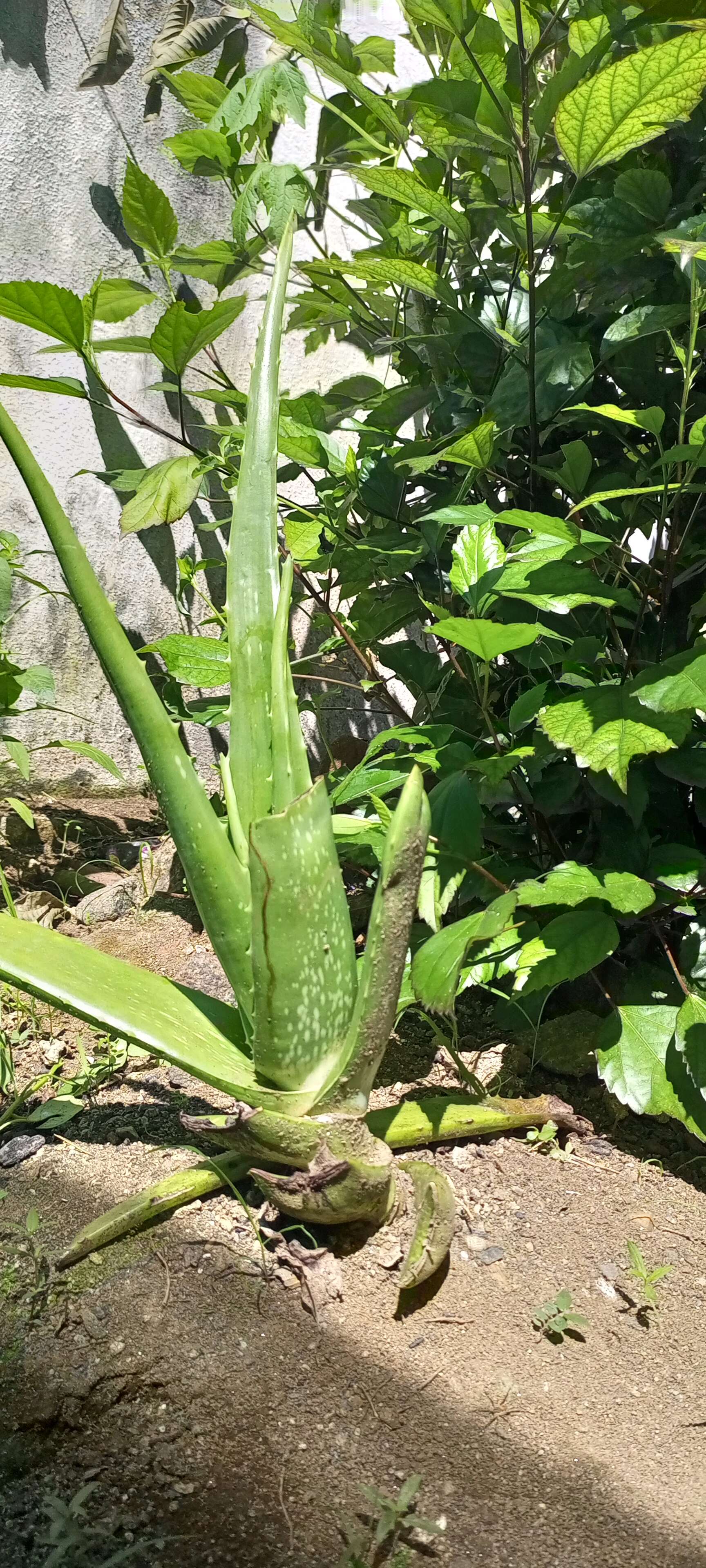 Image of Aloe vera