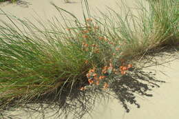 Image of Emory's globemallow