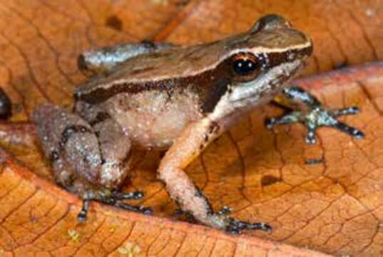 Image of Monte Roraima Rocket Frog