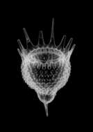 Image of Radiolaria