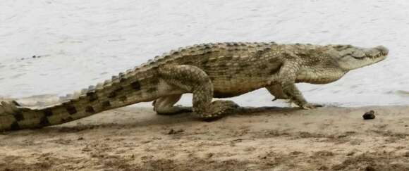 Image of Nile crocodile