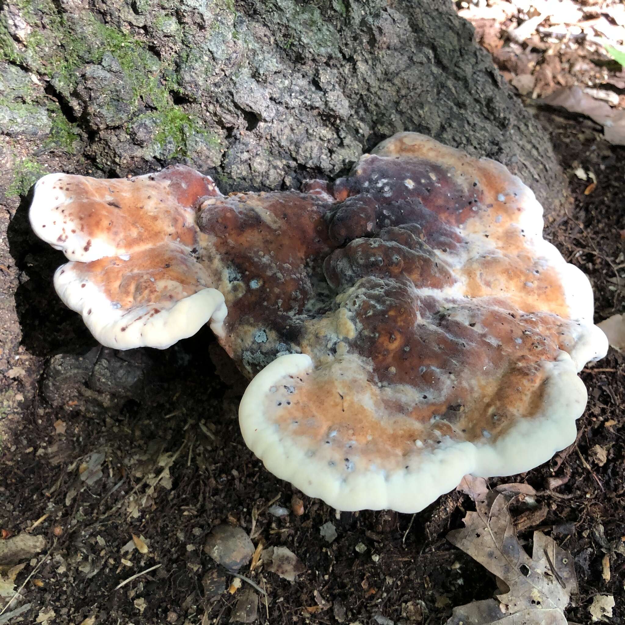 Image of Laetiporus persicinus (Berk. & M. A. Curtis) Gilb. 1981