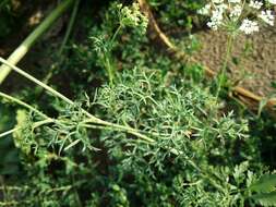 Imagem de Ammi majus L.