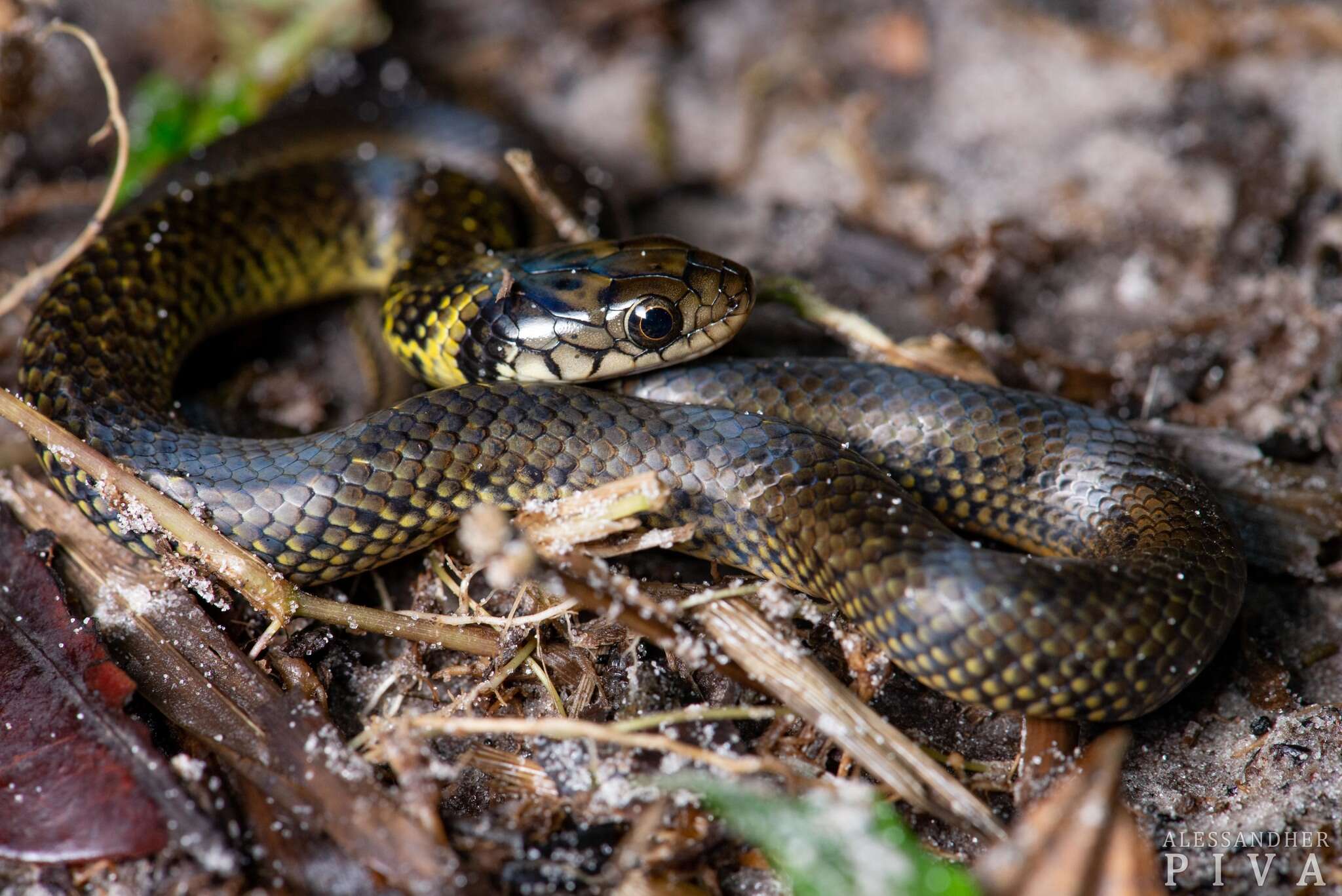 Image of Military ground snake