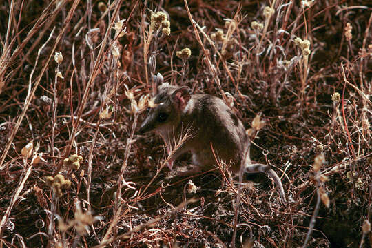 Image of Fat-tailed Dunnart