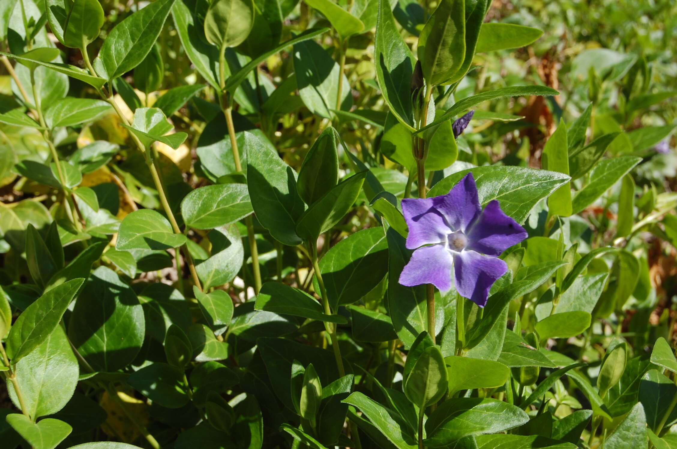 Image of Greater Periwinkle