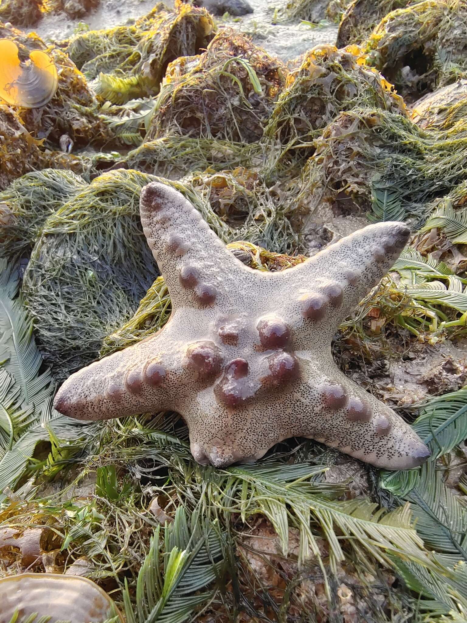 Image of chocolate chip sea star