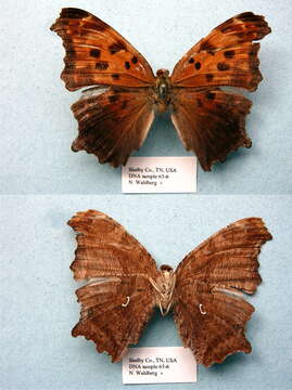 Image of Eastern Comma