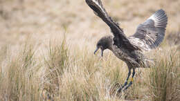 Image of Brown Skua