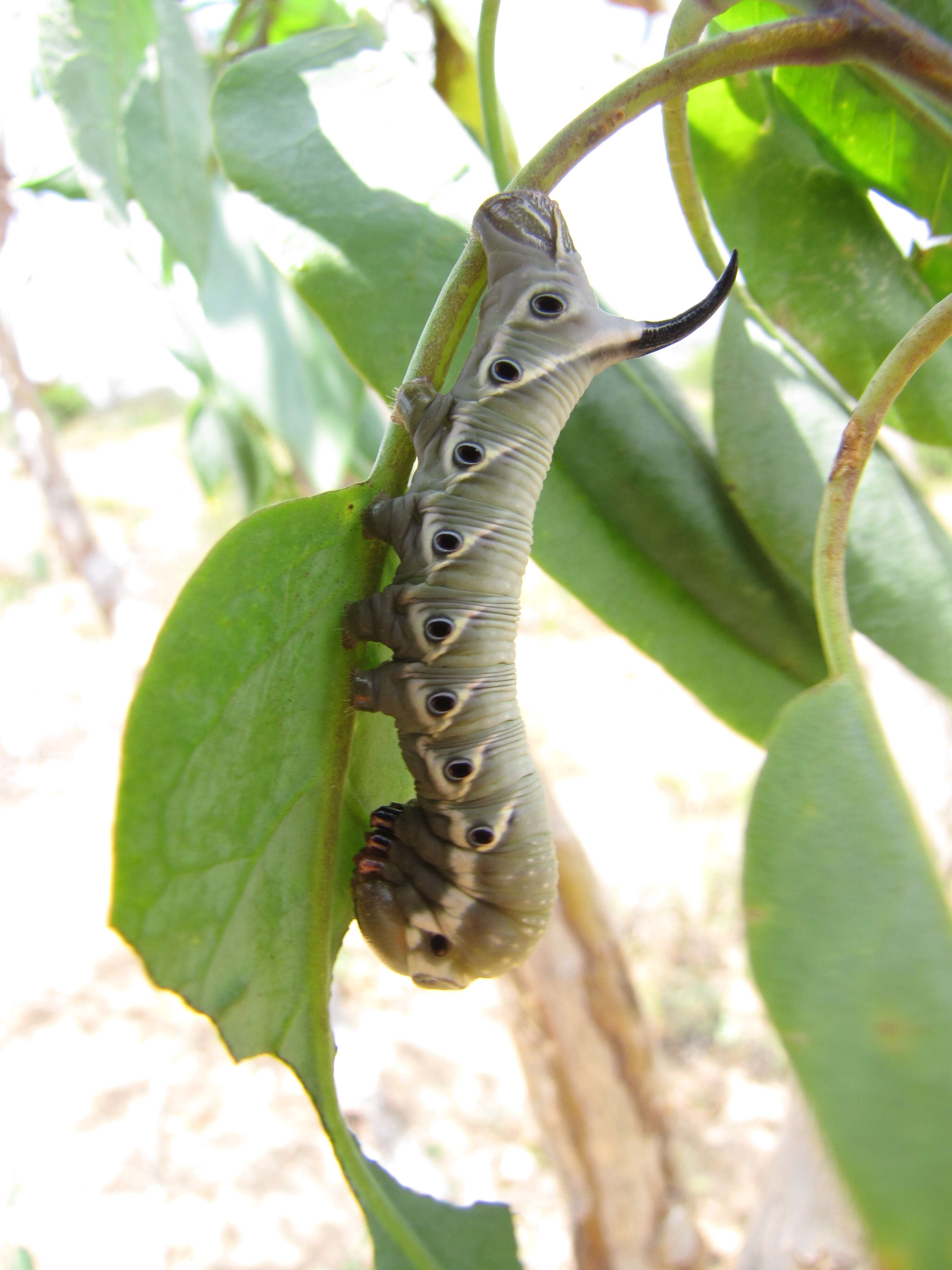 Image of tree tobacco