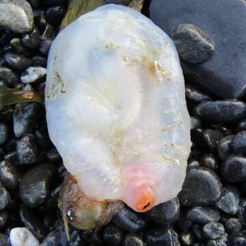 Image of Orange-tipped sea squirt