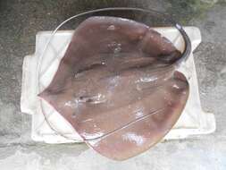 Image of Bleeker's Whipray