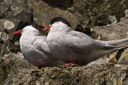 Image of Antarctic Tern