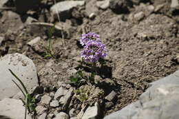 Imagem de Noccaea rotundifolia (L.) Moench