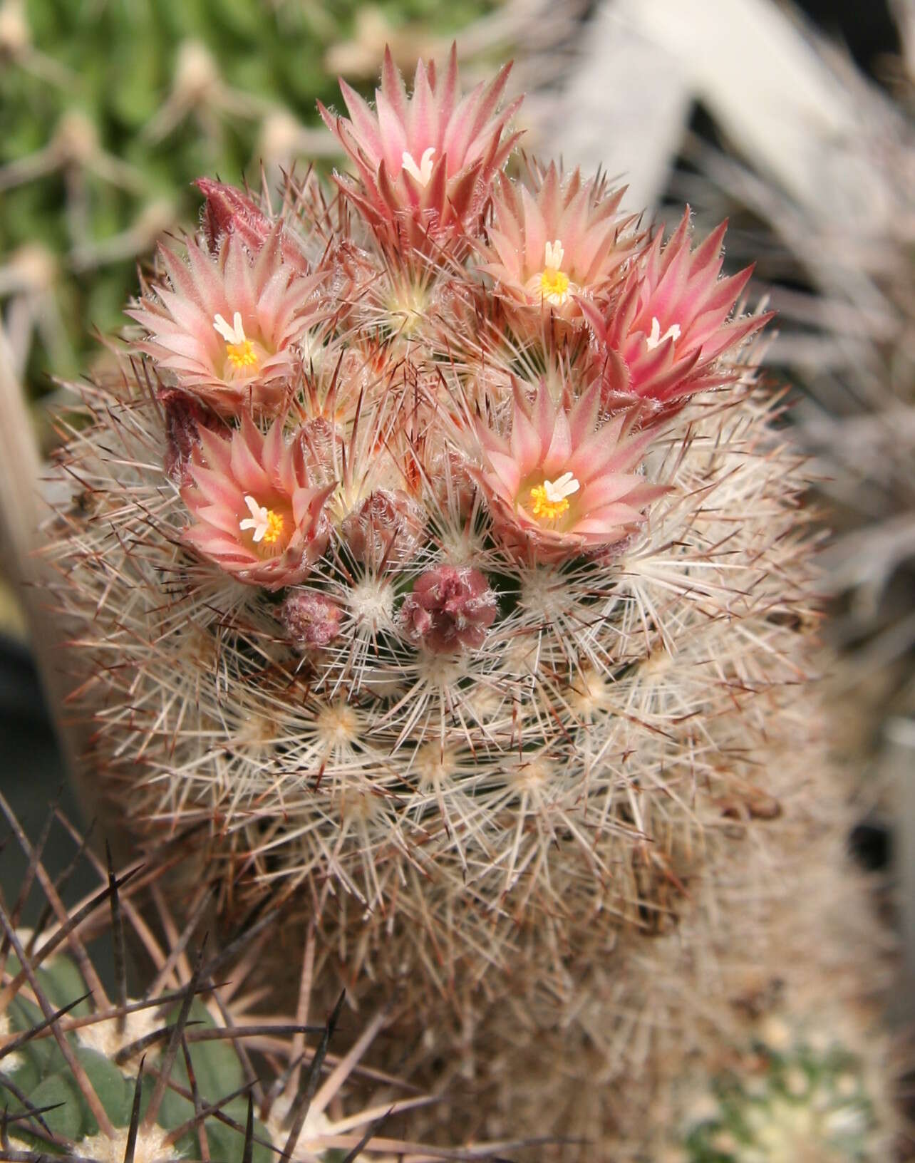 Image of whitecolumn foxtail cactus