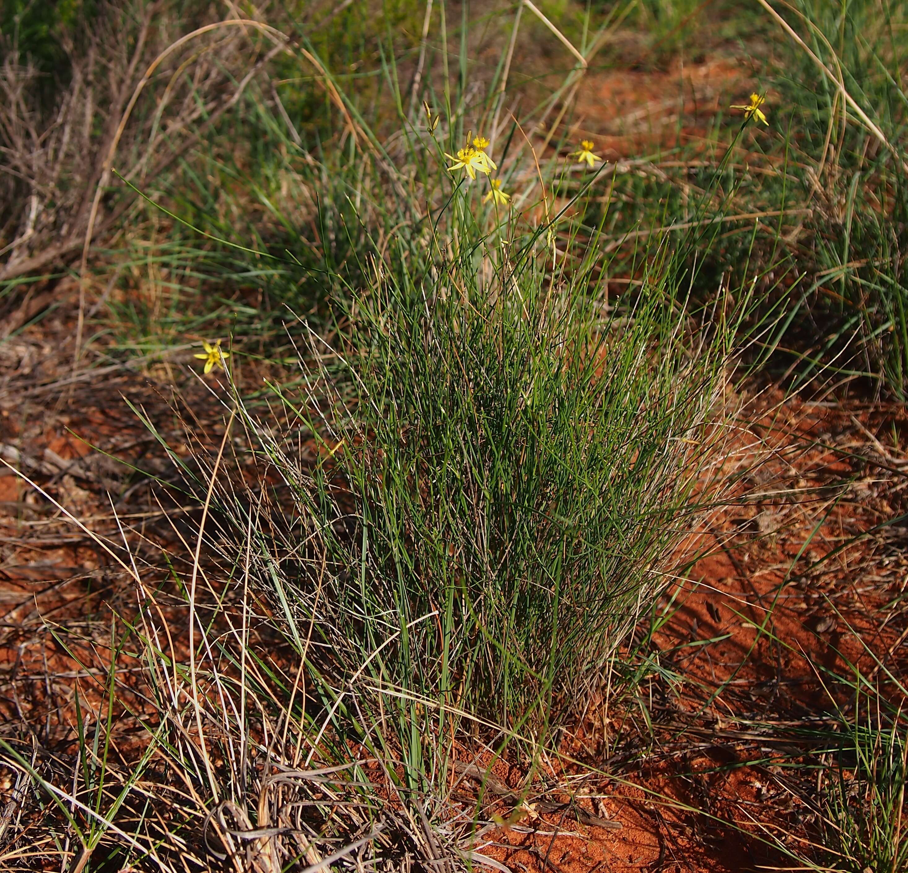 Image of Tricoryne elatior R. Br.