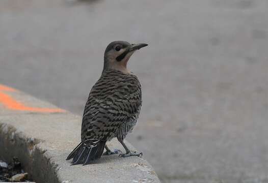 Image of Northern Flicker