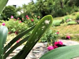 Image of Citrus mealybug