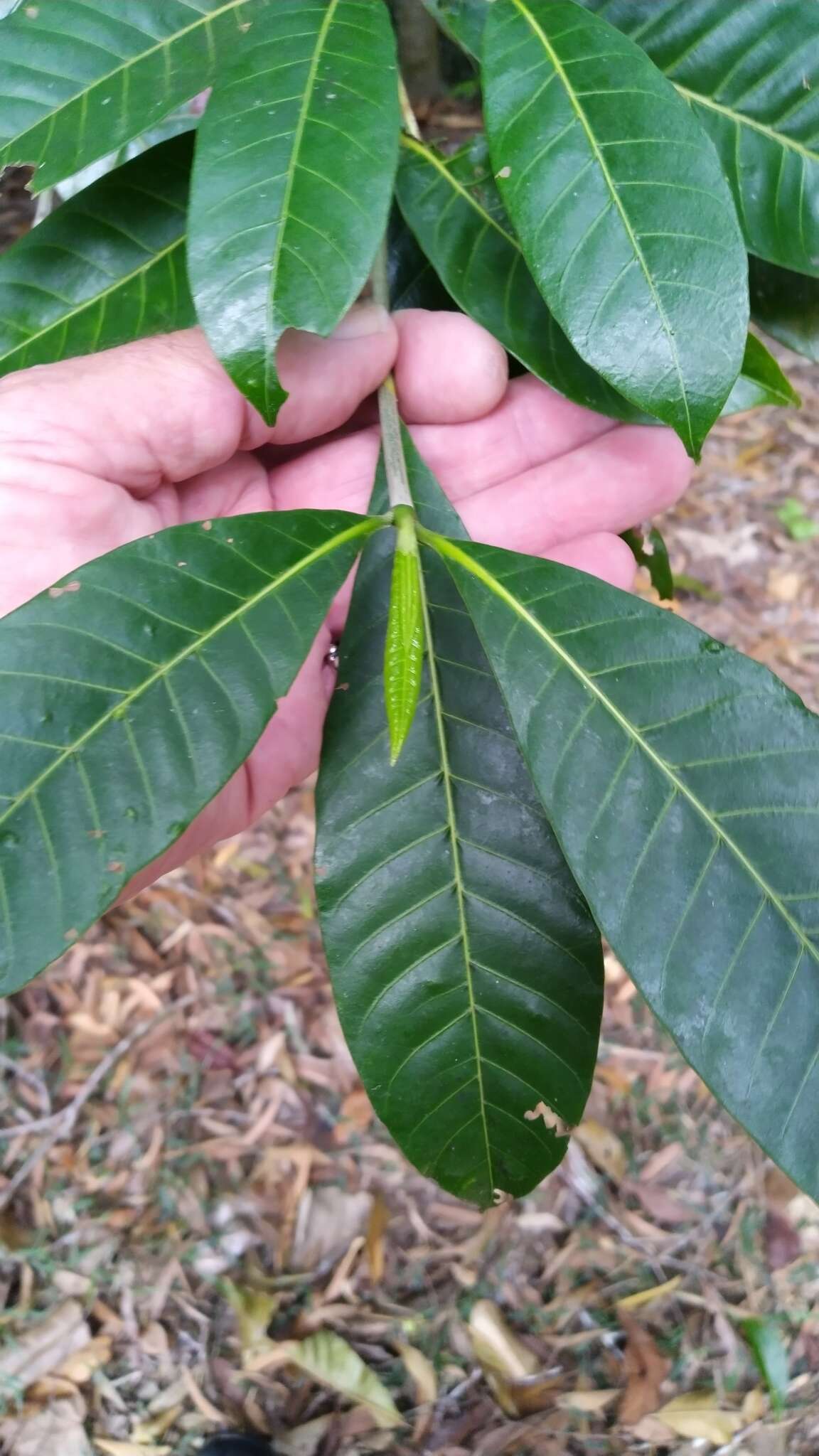 Image of Gardenia ovularis F. M. Bailey