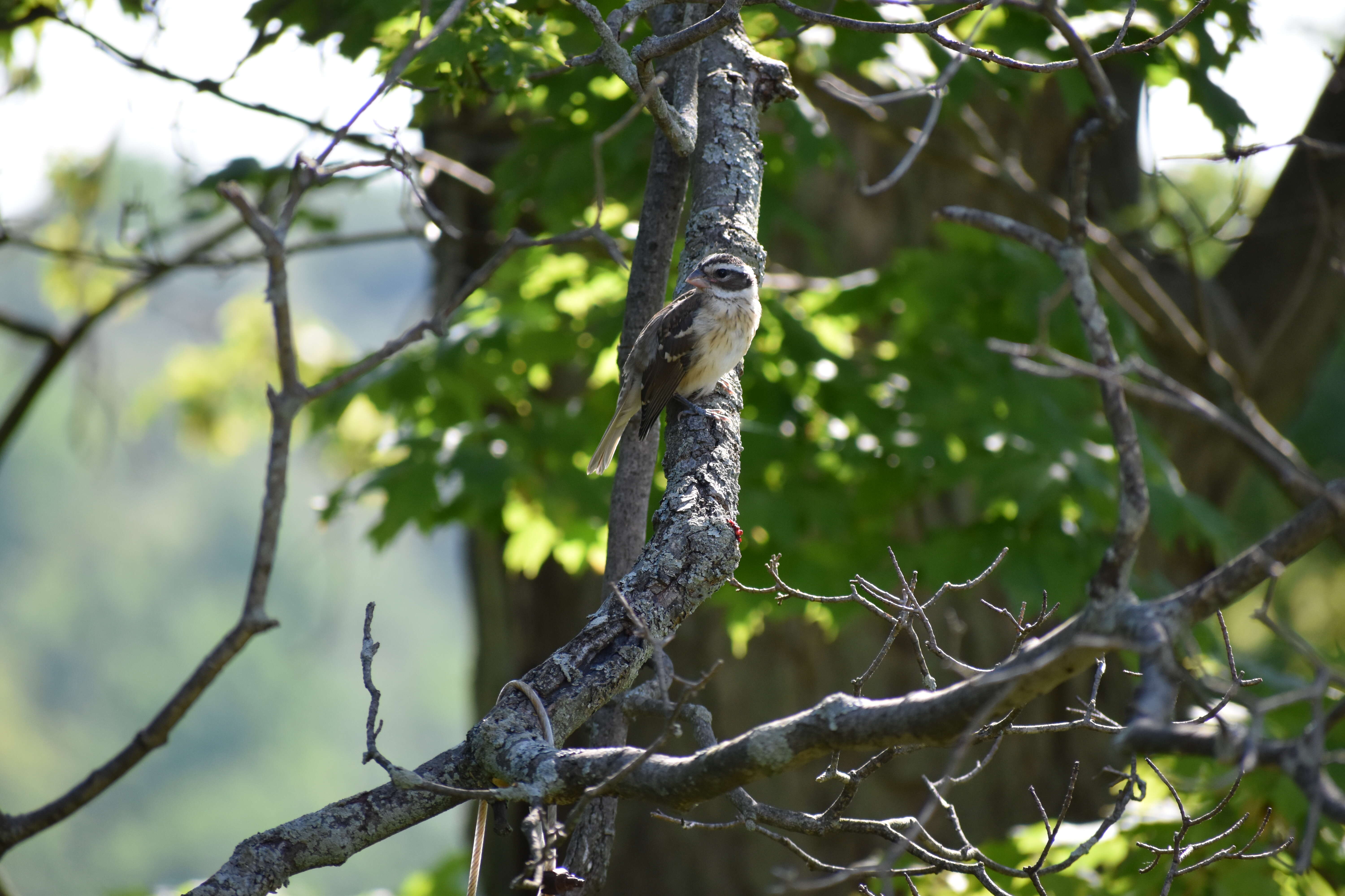 Image of Rose-breasted Grosbeak