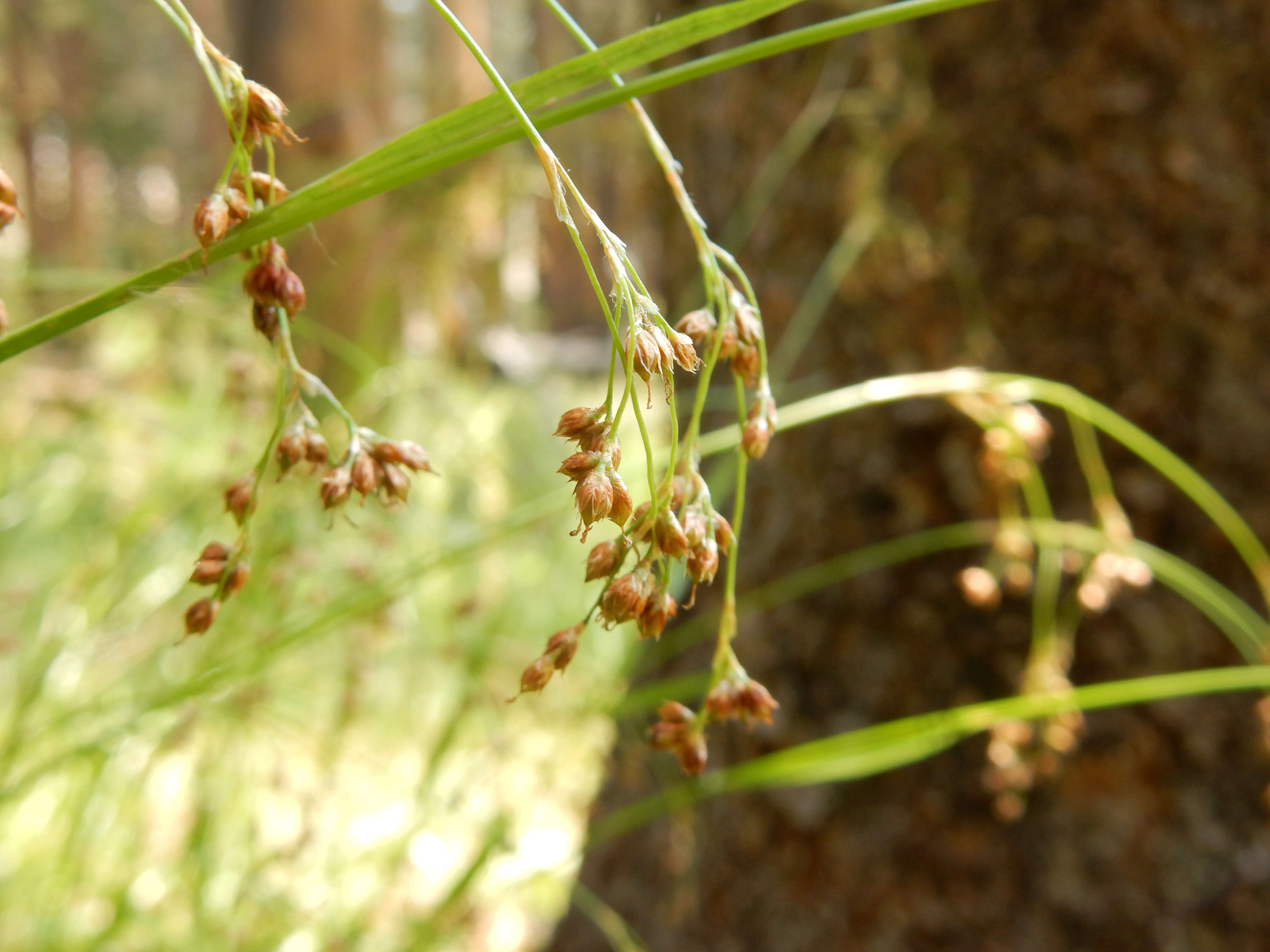 Image de Luzula parviflora (Ehrh.) Desv.