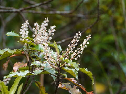 Image of Quintinia serrata A. Cunn.