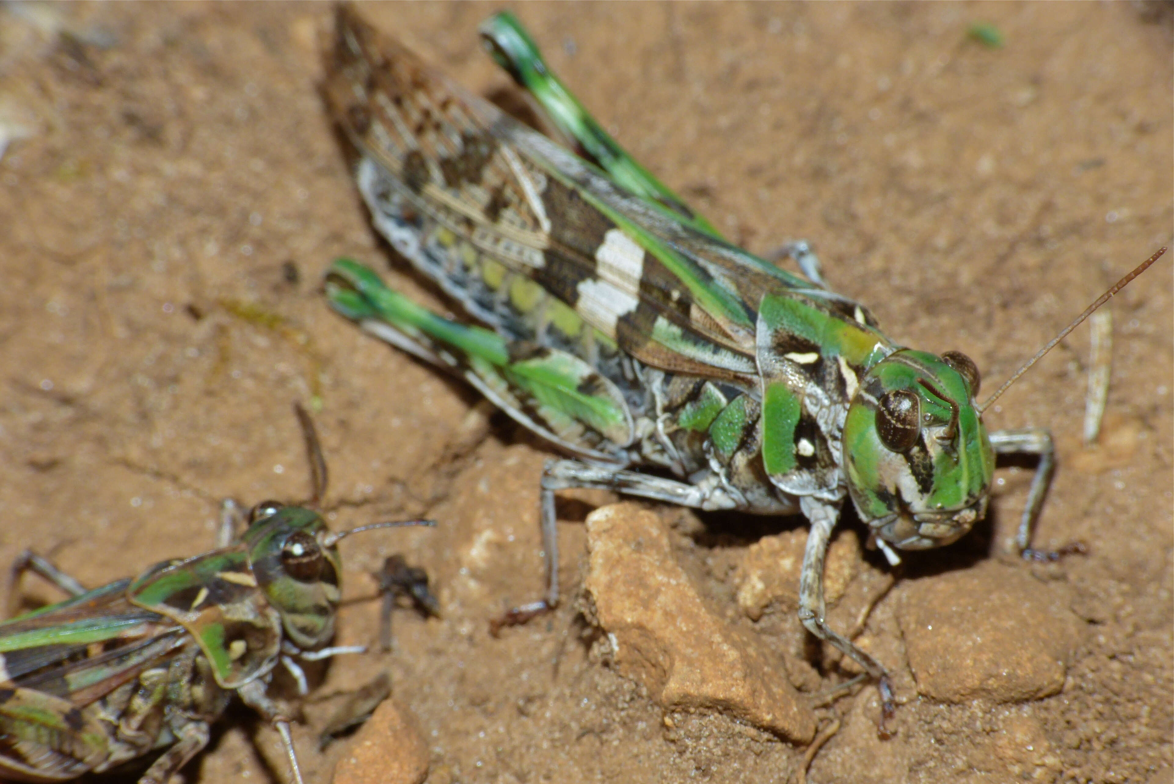 Image of Oedaleus decorus (Germar 1825)