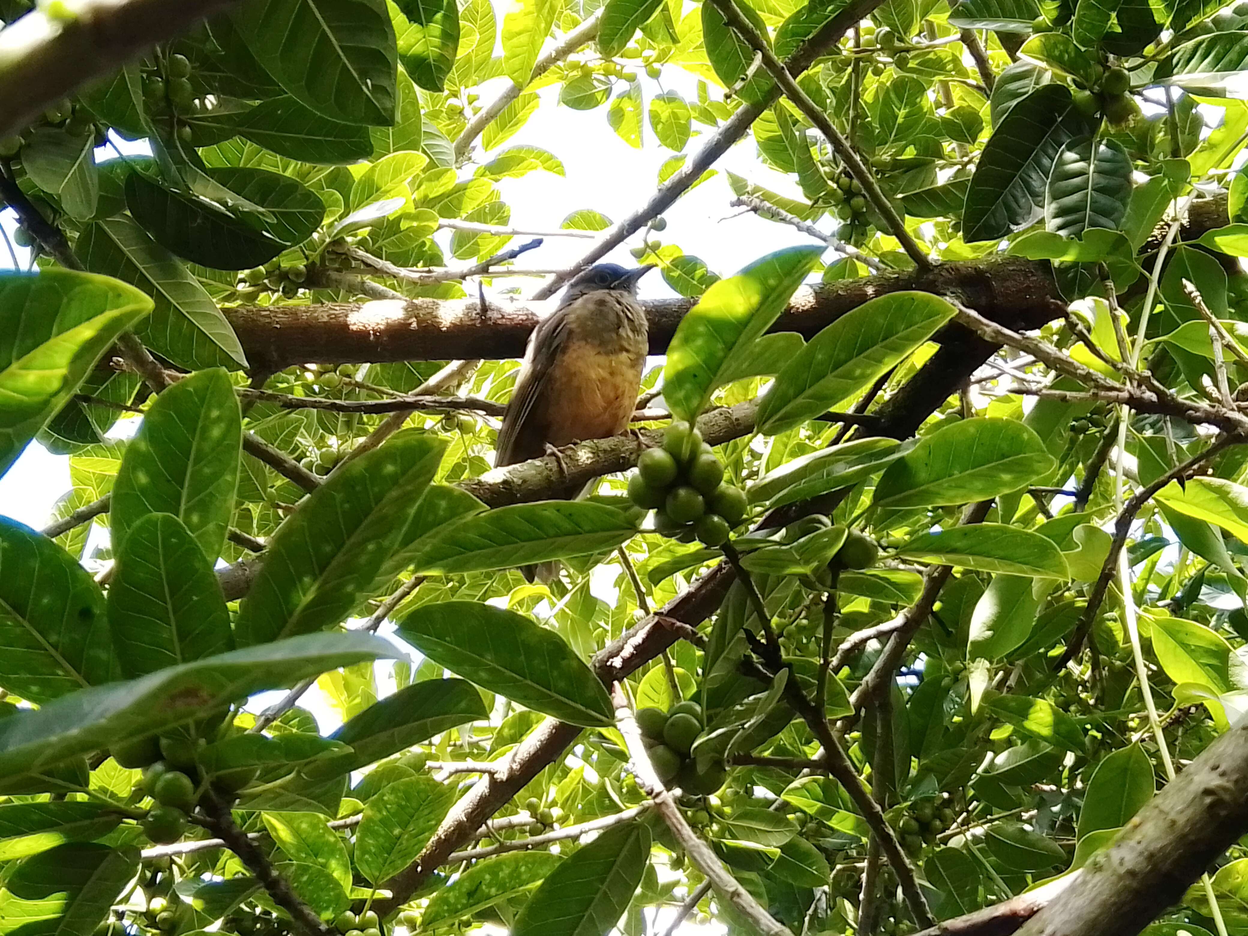 Image of Rufous-bellied Thrush