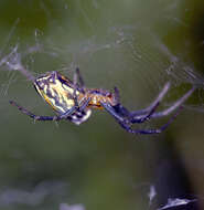 Image of Basilica Orbweaver