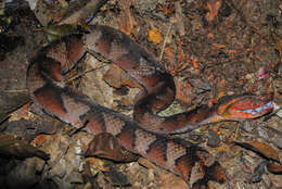 Image of Bothrocophias hyoprora (Amaral 1935)