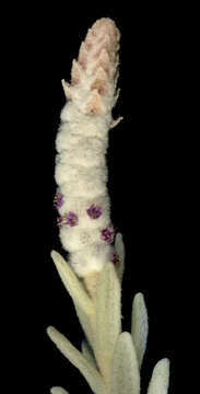 Image of Broad Leaf Lamb's Tails