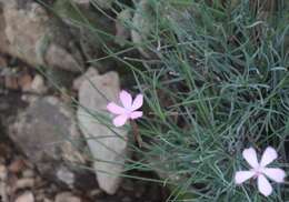 Image of Dianthus thunbergii Hooper