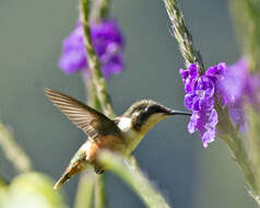 Image of Purple-throated Woodstar