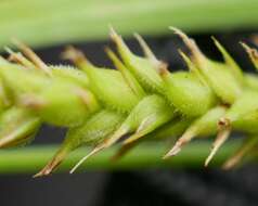 Image of Carex miyabei Franch.