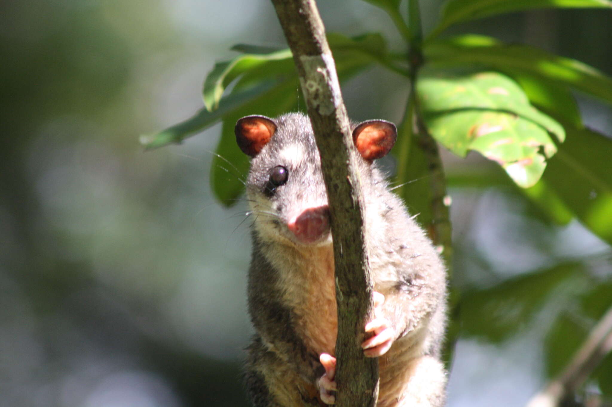 Image of Gray and black four-eyed opossum