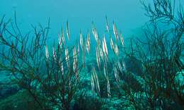 Image of Hinged shrimpfish