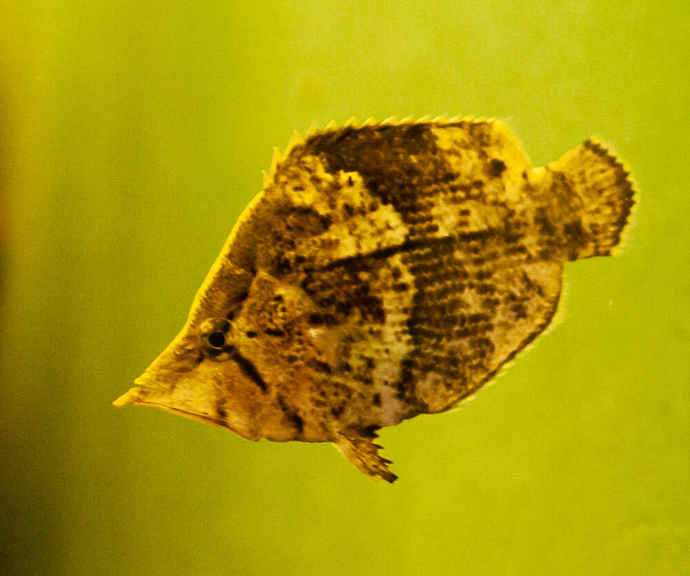 Image of leaffishes