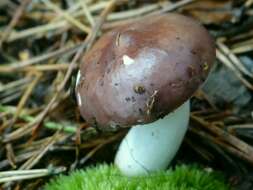 Image de Russula badia Quél. 1881