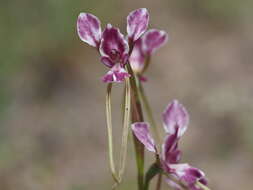 Image of Diuris punctata var. punctata