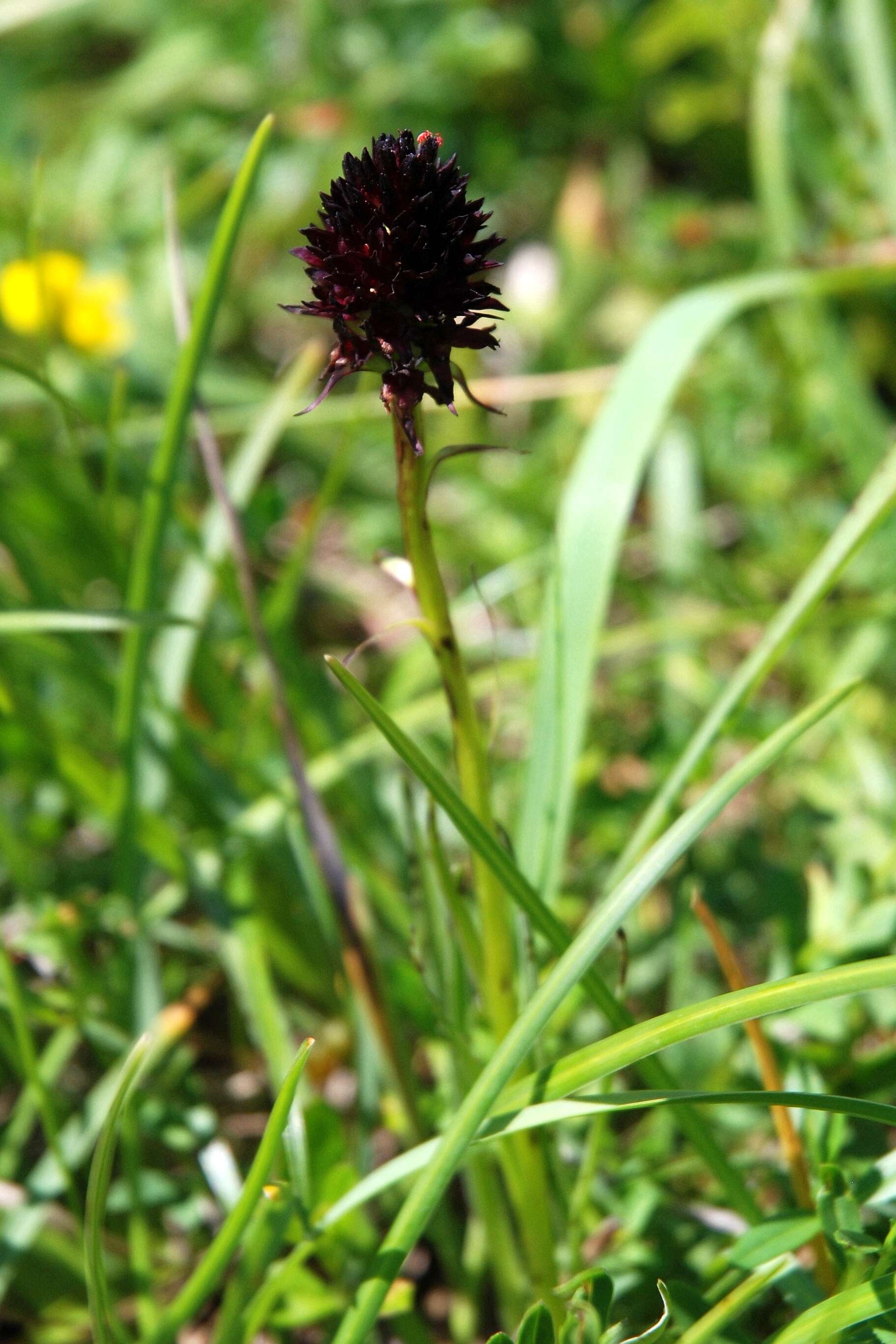 Gymnadenia nigra (L.) Rchb. fil.的圖片