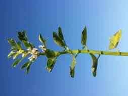 Image of Broad Bean