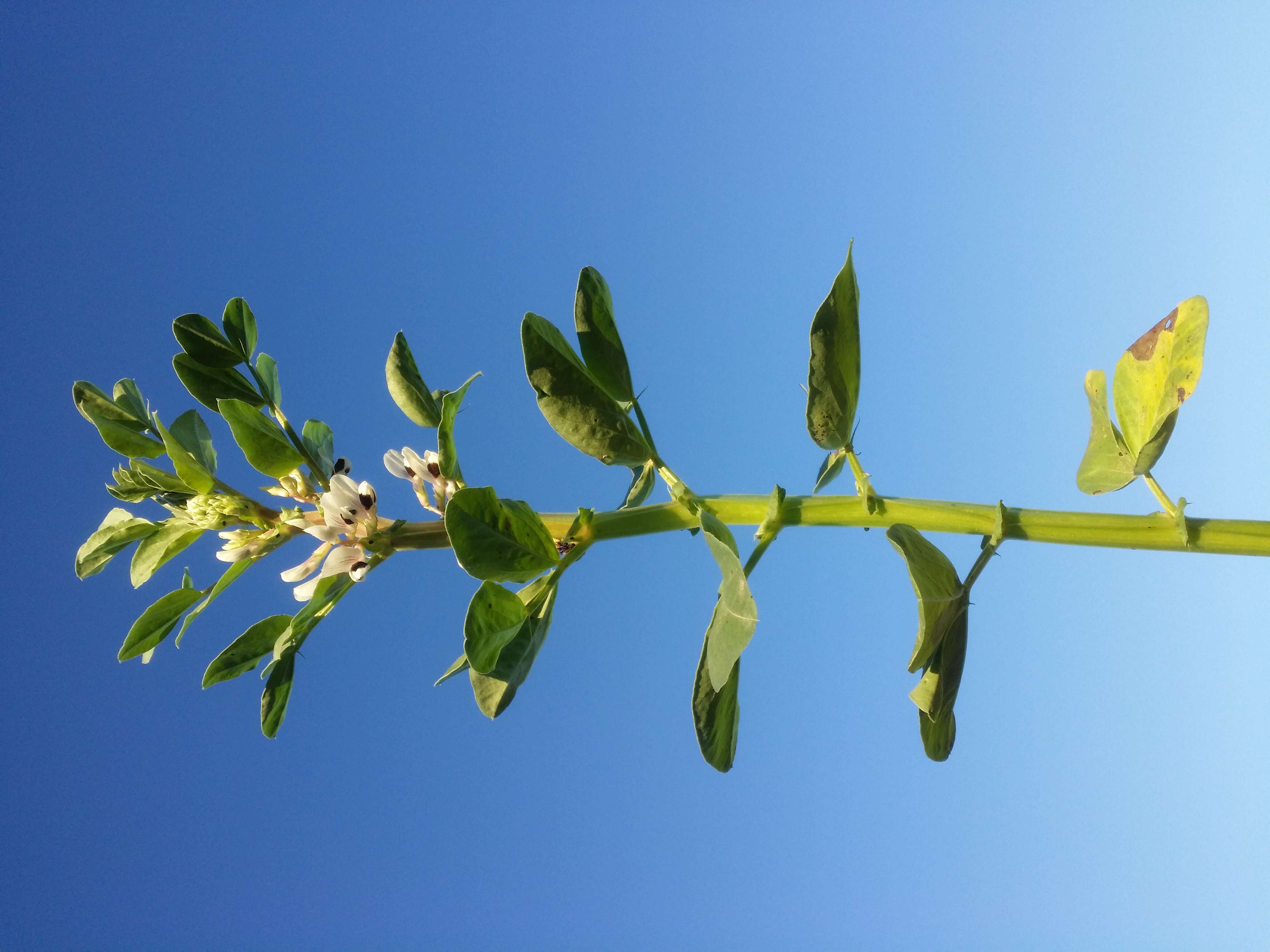 Image of Broad Bean