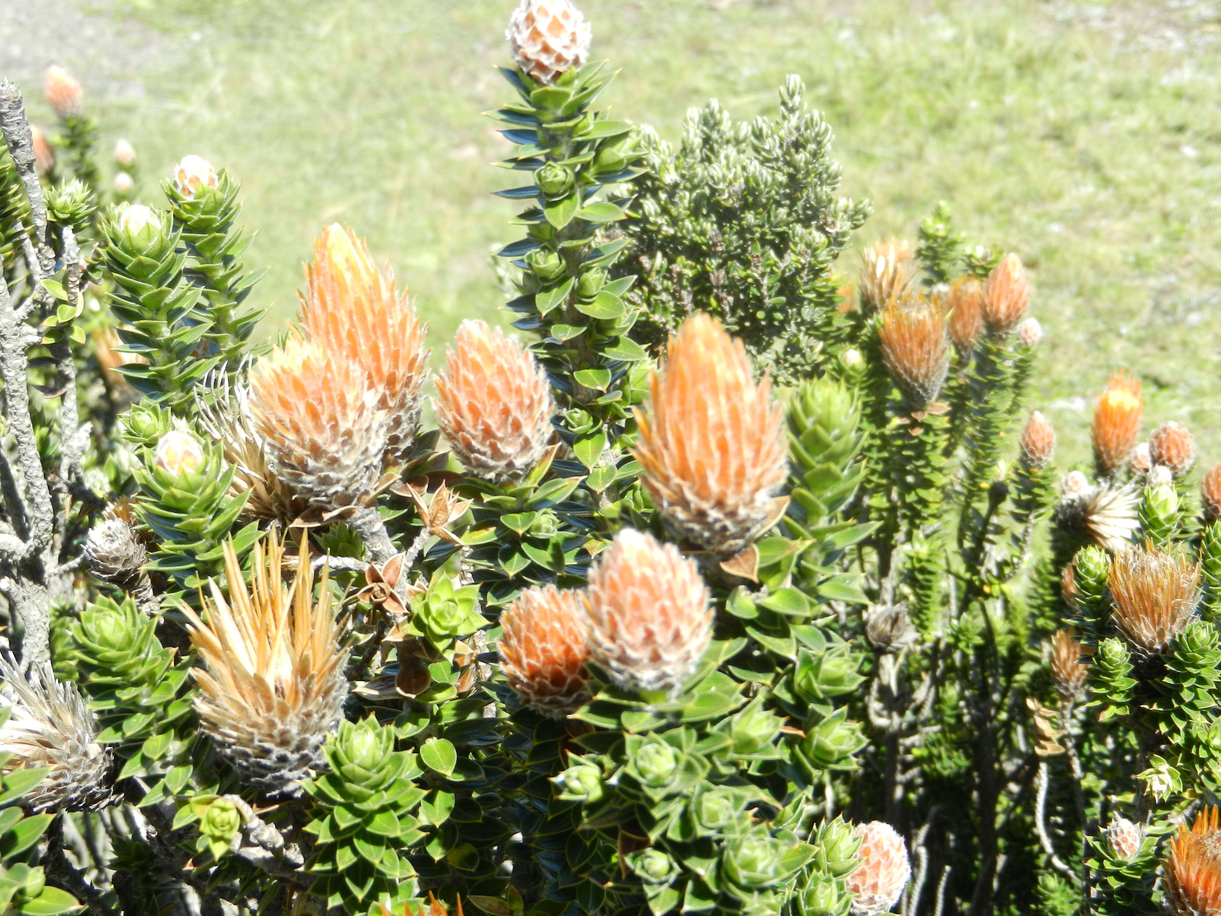 Image of flower of the Andes