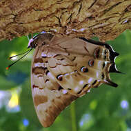 Image of Polyura gamma Lathy 1898